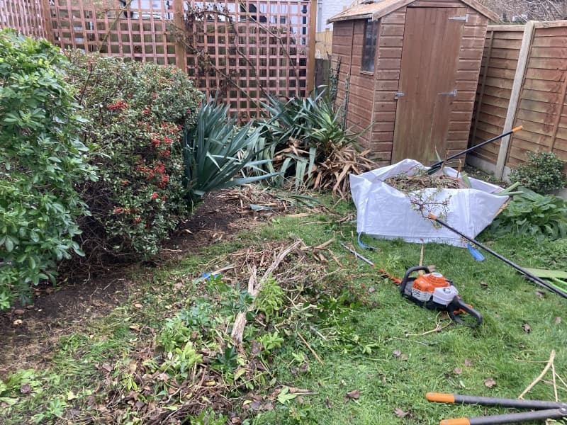 Neglected garden with thick brambles and overgrown brush before professional clearance