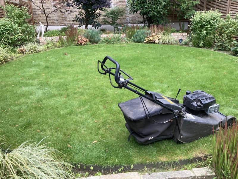 Property boundary and fence obstructed by invasive creeping ivy and messy hedges