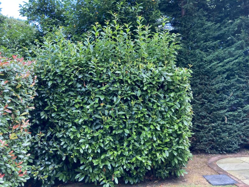 Overgrown property boundary hedge obstructing light and pathways before structural pruning service