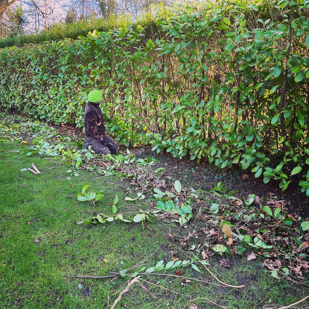 Overgrown hedge before structural reduction