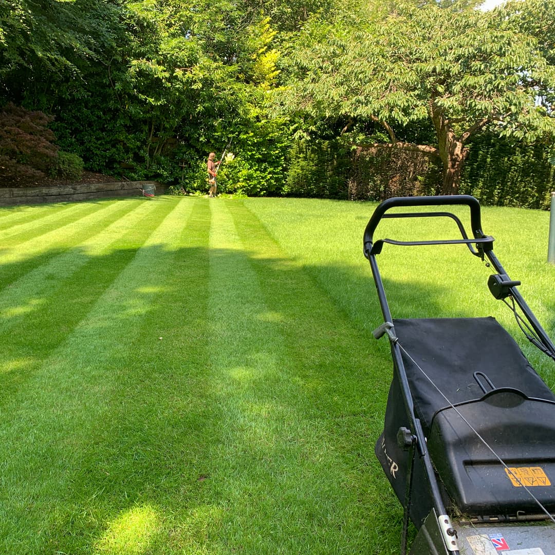 Pristine residential garden after professional pruning, grass cutting, and clearance