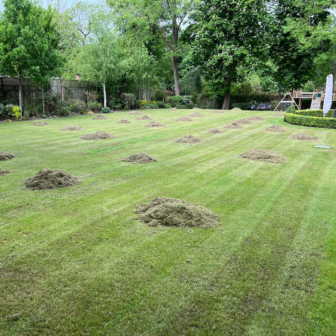 Shared communal courtyard with debris and overgrown hedges before professional maintenance