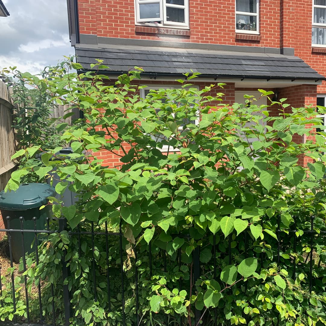 Driveway and patio with heavy weed growth in cracks before professional weed control